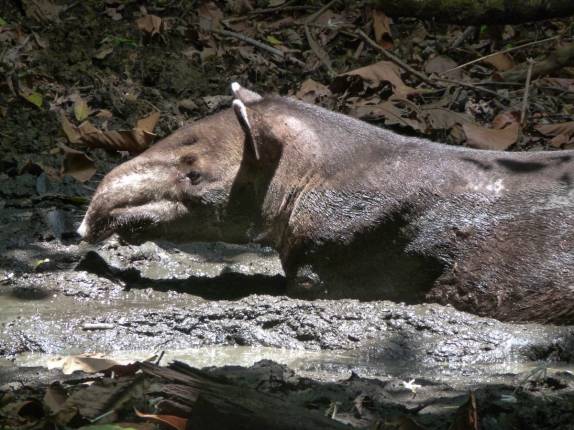 Anta se refresca em poça de barro no Parque Nacional Corcovado, na Península de Osa, no sul da Costa Rica